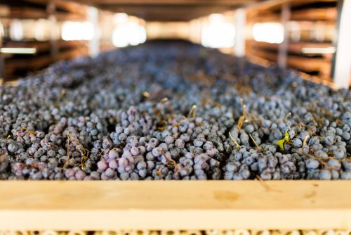 Druiven op een droogmat voor Amarone