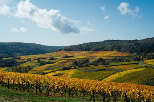 Bourgogne wijn